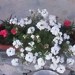 Apartmants Jusic אופטיה