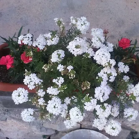 Apartmants Jusic Abbazia